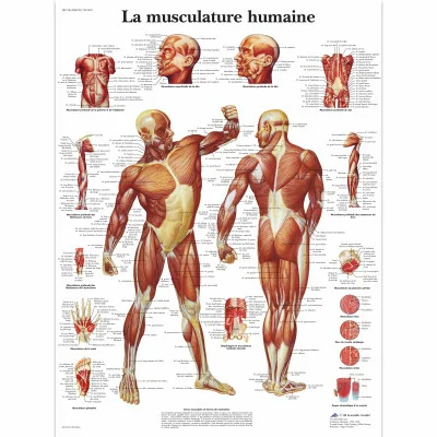Planche anatomique - La musculature - Anatomie et pathologie