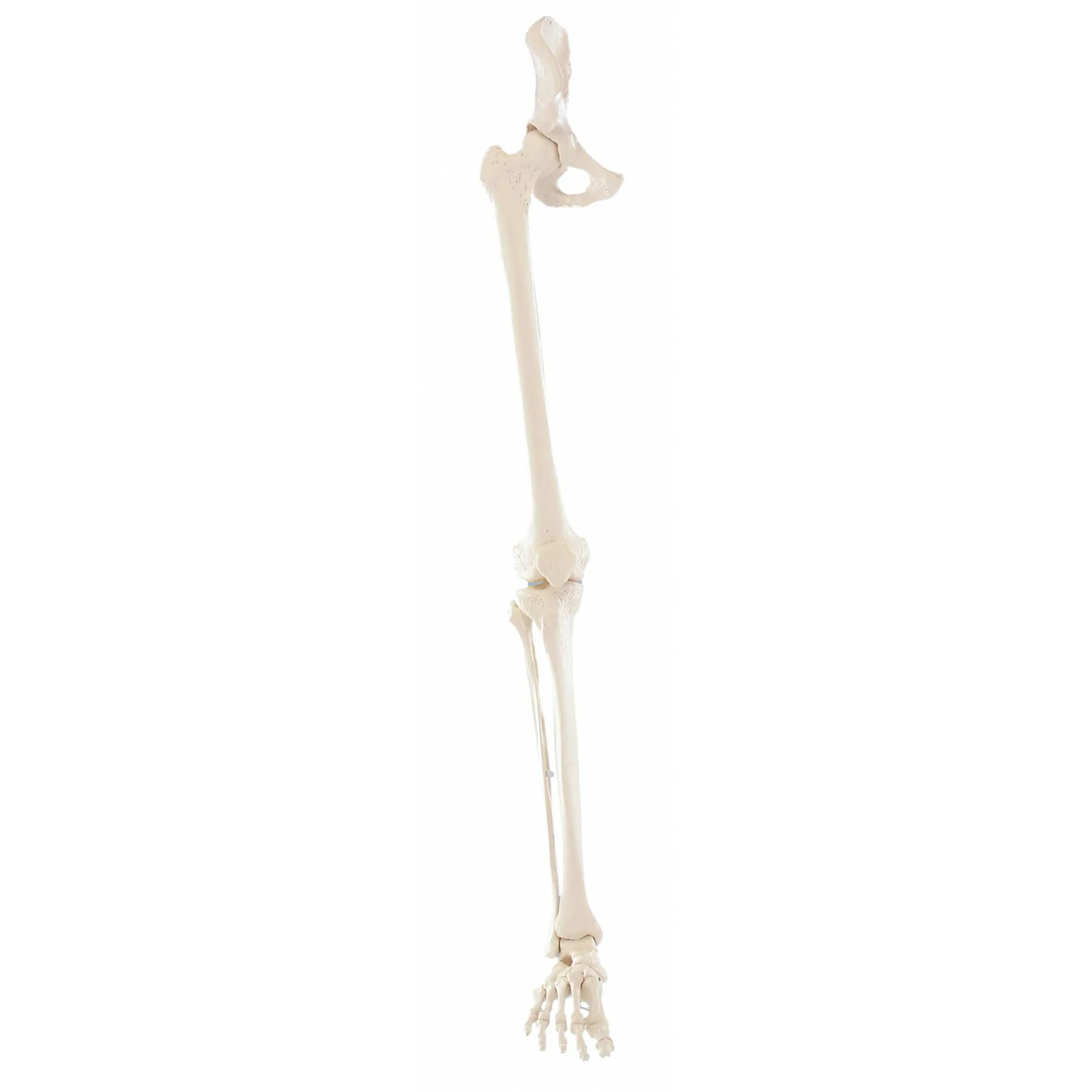 Squelette de la jambe avec moitié du bassin