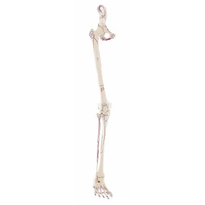 Squelette de la jambe avec moitié du bassin + Muscles dessinés