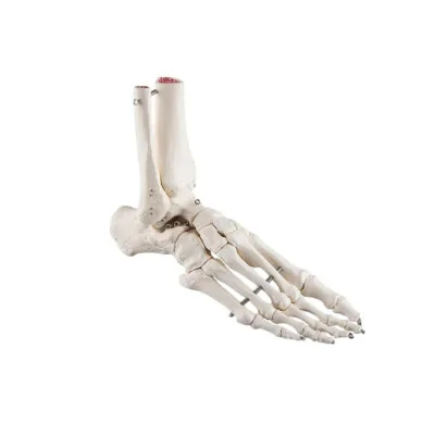Squelette du pied avec moignon tibia et fibula (péroné), sur fil de fer, côté