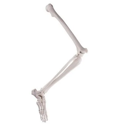Squelette de jambe avec pied