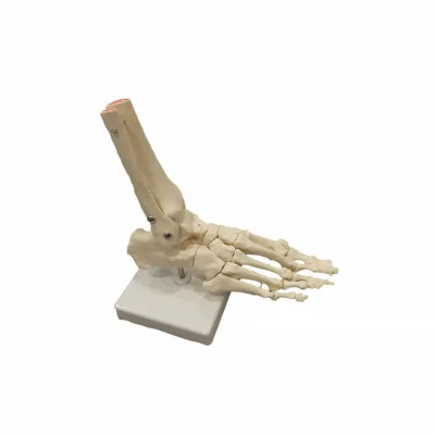 Squelette du pied articulé - My Podologie