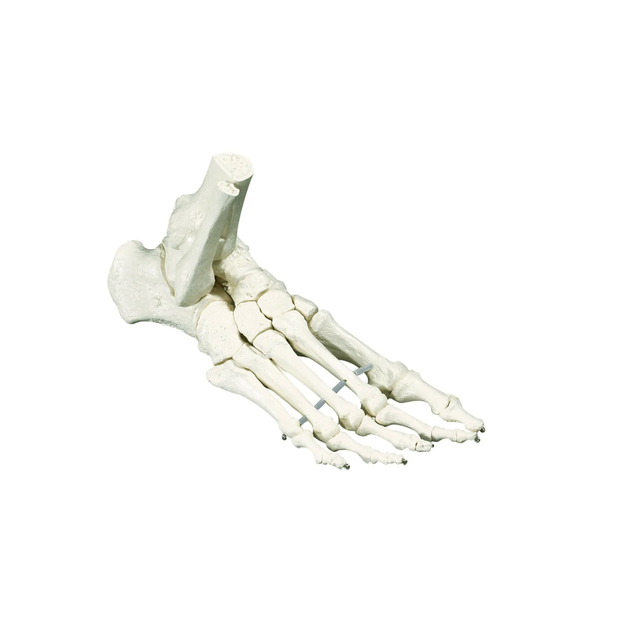 Squelette classique - Pied avec début tibia - Ruck