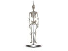 Mini Squelette Humain 80cm échelle 1/2