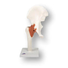Articolazione dell'anca - Modello funzionale - Anatomia e patologia