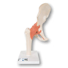 Modello funzionale deluxe dell'articolazione dell'anca: anatomia e patologia