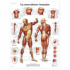 Planche anatomique - La musculature - Anatomie et pathologie