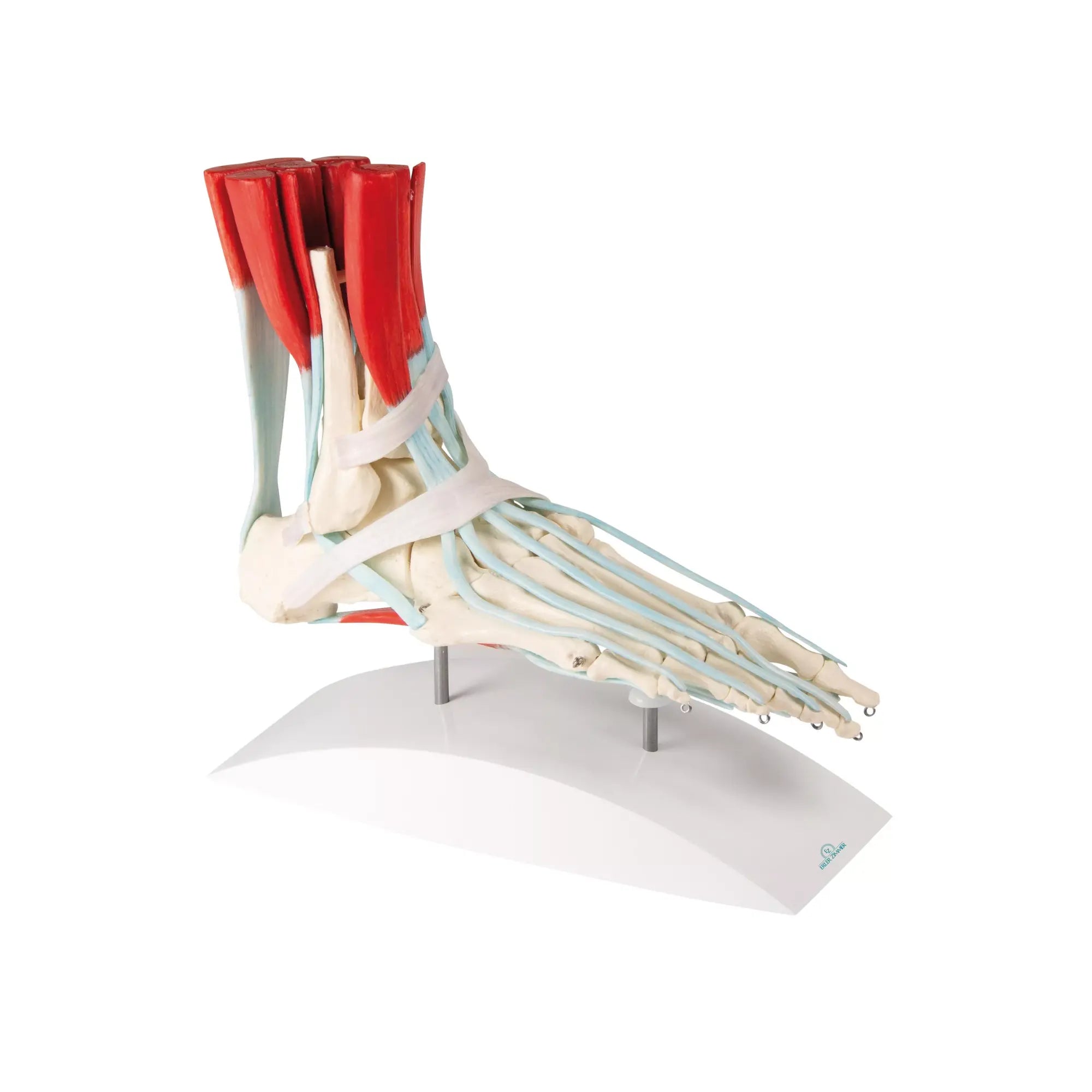 Squelette du pied avec ligaments et muscles My Podologie 