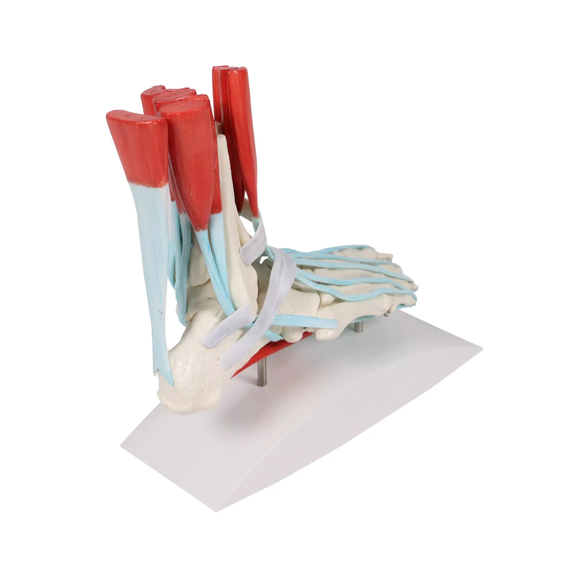 Squelette du pied avec ligaments et muscles My Podologie 